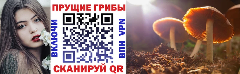 omg зеркало  Боготол  Псилоцибиновые грибы Psilocybe 